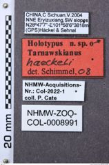 Etiketten zu Tarnawskianus haeckeli (NHMW-ZOO-COL-0008991)